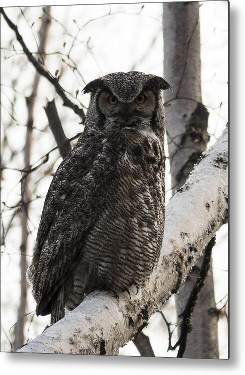 Alaska Metal Print featuring the photograph Great Horned by Ian Johnson