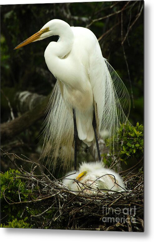 Majestic Great Egret Metal Print featuring the photograph Majestic Great White Egret High Island Texas 3 by Bob Christopher