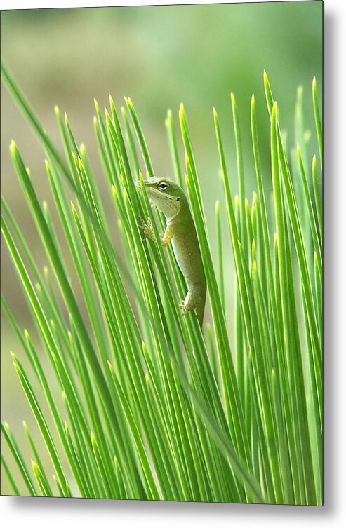 Nature Metal Print featuring the photograph Green is Good by Peggy Urban