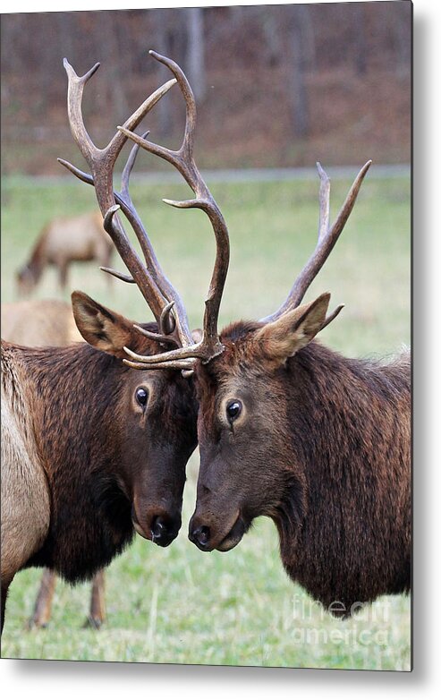 Bull Metal Print featuring the photograph Head to Head by Jennifer Robin