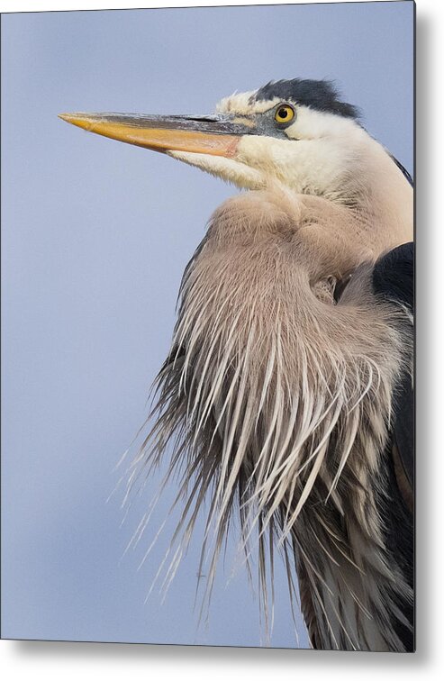 Animals Metal Print featuring the photograph Heron Headshot by Carl Bailey