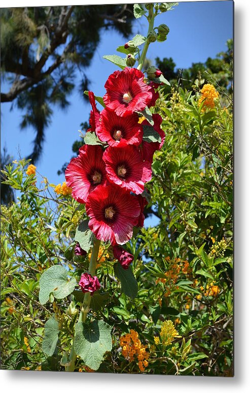 Mccarthy Art Metal Print featuring the photograph Hollyhocks by Glenn McCarthy Art and Photography