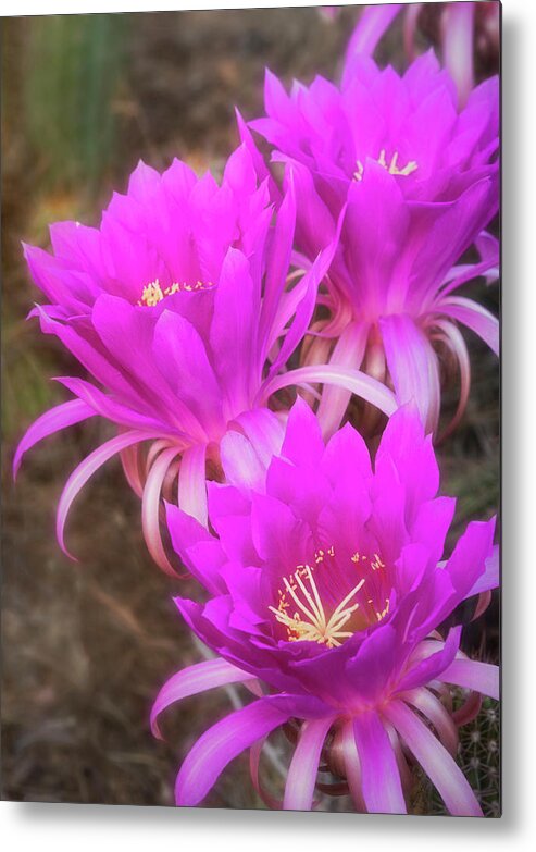 Echinopsis Metal Print featuring the photograph Hot Pink Echinopsis Flowers by Saija Lehtonen