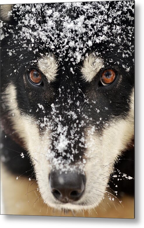 Husky Metal Print featuring the photograph Husky and Snow Close-up by Steve Somerville