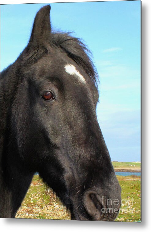 Horse Metal Print featuring the photograph Horsey Donegal by Eddie Barron