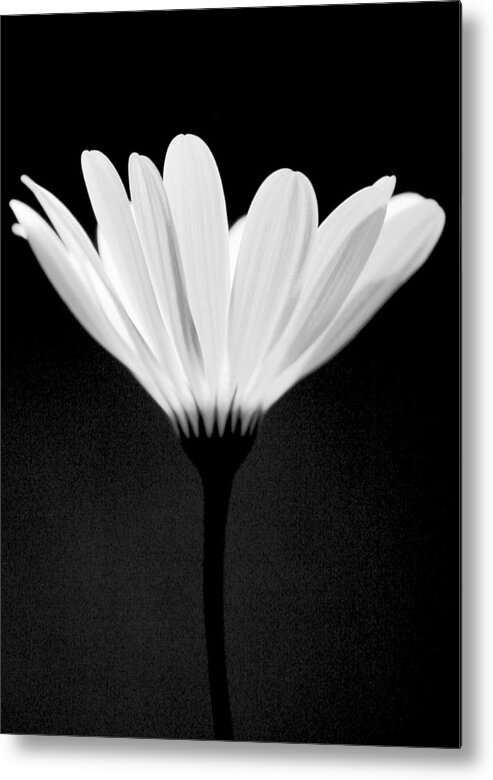 Flower Metal Print featuring the photograph Illuminated Lady by Julie Lueders 