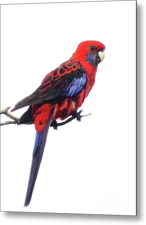 Australia Metal Print featuring the photograph Immaculate Portrait Of Crimson Rosella by Max Allen