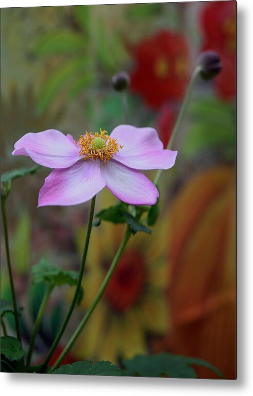 Flower Metal Print featuring the photograph In Bloom by Karen Harrison Brown