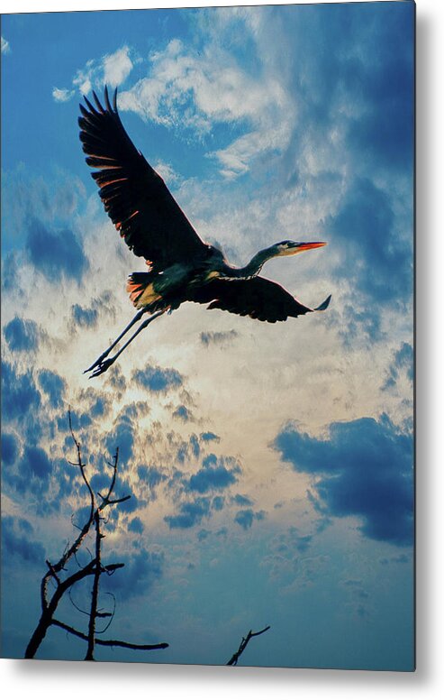  Metal Print featuring the photograph In Flight by Rick Redman