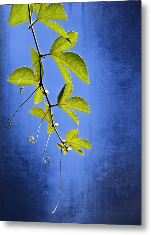 Leaves Metal Print featuring the photograph In The Blue by Carolyn Marshall