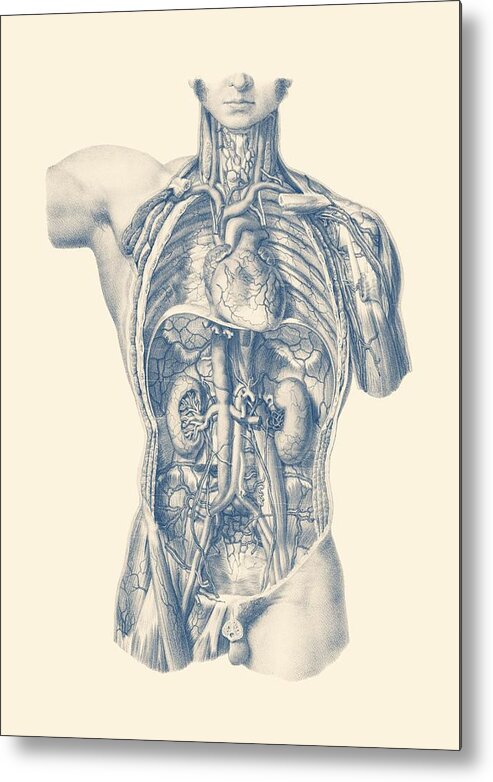Circulatory System Metal Print featuring the drawing Interior Venous and Circulatory Systems - Vintage Anatomy by Vintage Anatomy Prints