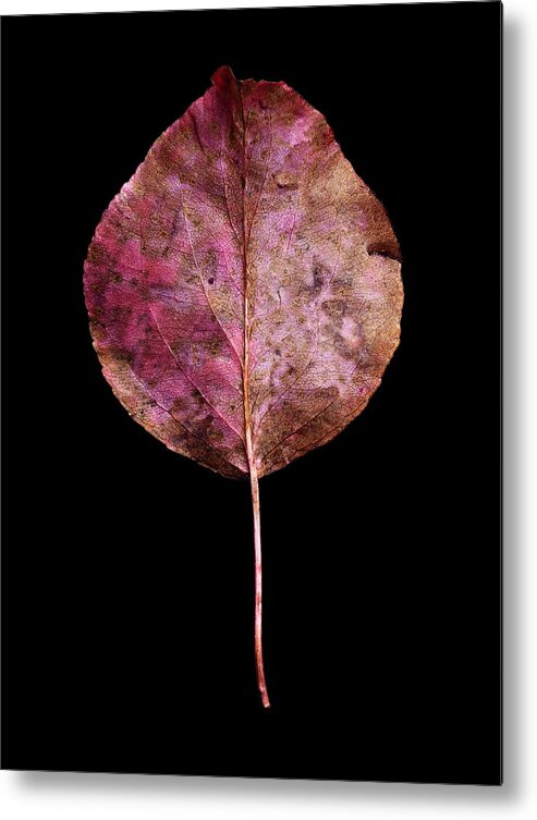 Leaves Metal Print featuring the photograph Leaf 20 by David J Bookbinder