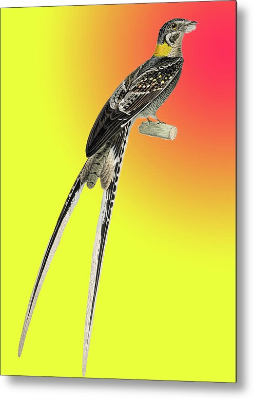 Long Metal Print featuring the photograph Long Tailed Bird with Whiskers by Douglas Barnett