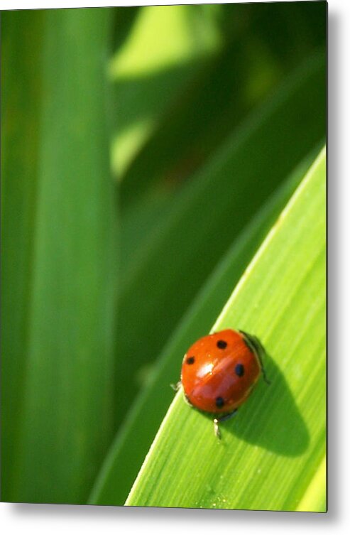 Nature Metal Print featuring the photograph Lucky Ladybug by Sandy Collier