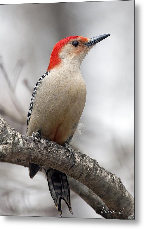 Male Red-bellied Woodpecker Metal Print featuring the photograph Male Red-bellied Woodpecker by Diane Giurco