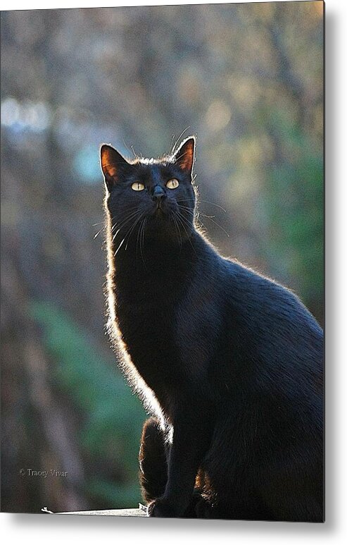 Black Cat Metal Print featuring the photograph Morning Bird Watch by Tracey Vivar