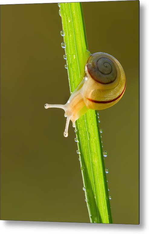 Snail Metal Print featuring the photograph Morning Snail by Mircea Costina Photography