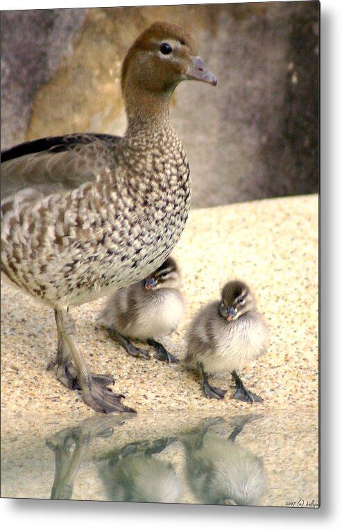 Animals Metal Print featuring the photograph Mother of Twins by Holly Kempe