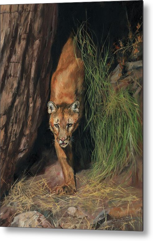 Mountain Lion Metal Print featuring the painting Mountain Lion Emerging From Shadows by David Stribbling