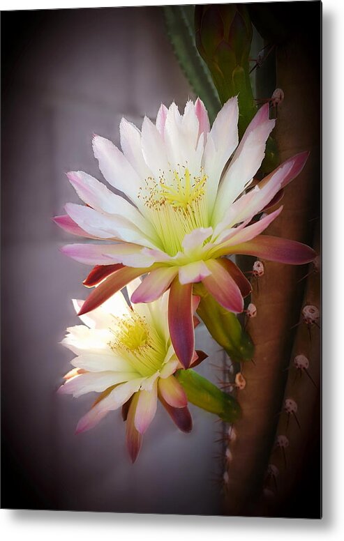 Night-blooming Cactus Metal Print featuring the photograph Night Blooming Cereus by Marilyn Smith