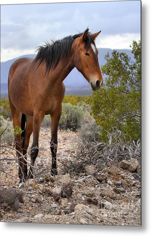 Mustang Metal Print featuring the photograph Nopah Mountains Wild Horse by Adam Jewell