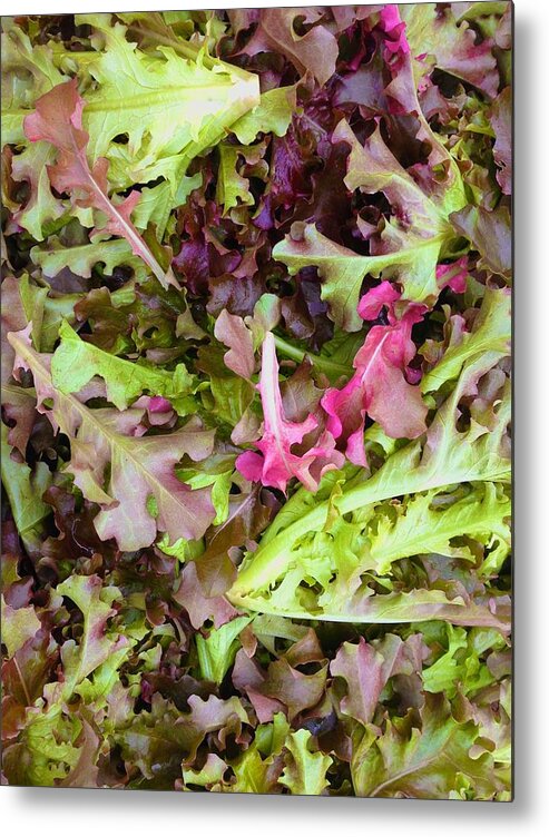  Metal Print featuring the photograph Oak Leaf Lettuce Mixture by Polly Castor