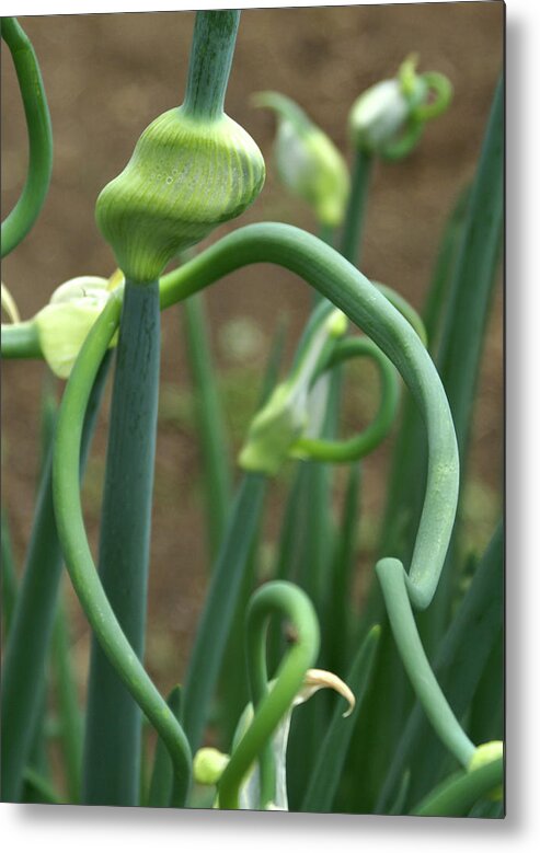 Garden Metal Print featuring the photograph Onion #88 by Raymond Magnani
