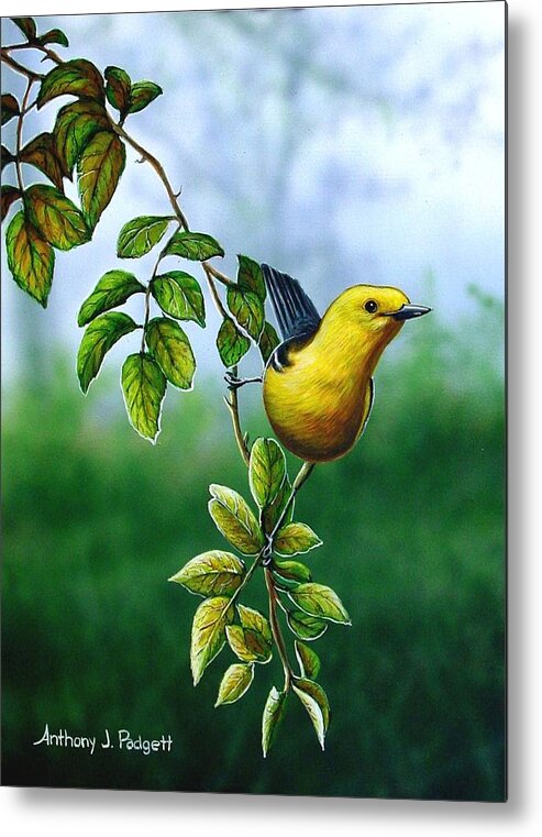 Oriole Metal Print featuring the painting Orchard Oriole by Anthony J Padgett