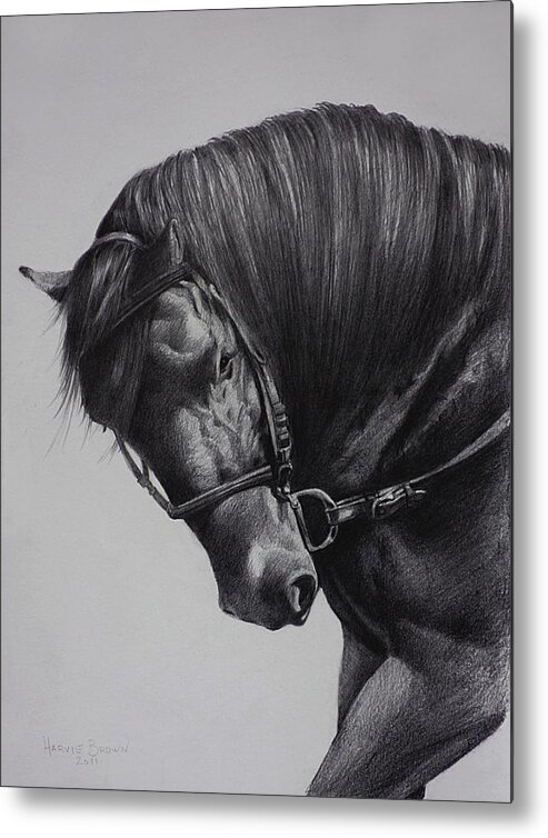 Paso Fino Metal Print featuring the drawing Paso Fino by Harvie Brown