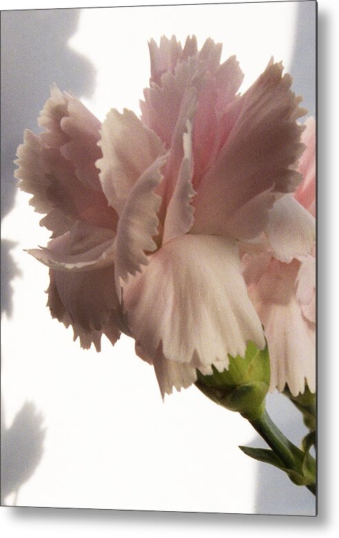 Carnation Metal Print featuring the photograph Pink Carnation by Terence Davis