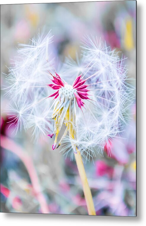 Pink Metal Print featuring the photograph Pink Dandelion by Parker Cunningham