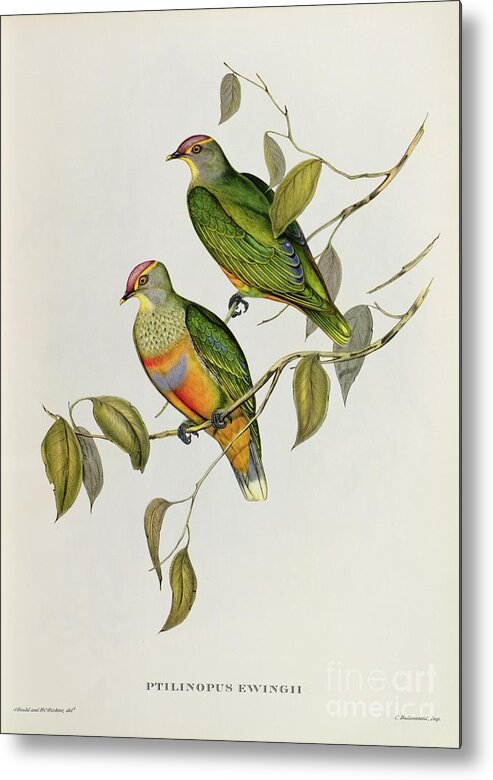 Ptilinopus Metal Print featuring the painting Ptilinopus Ewingii by John Gould