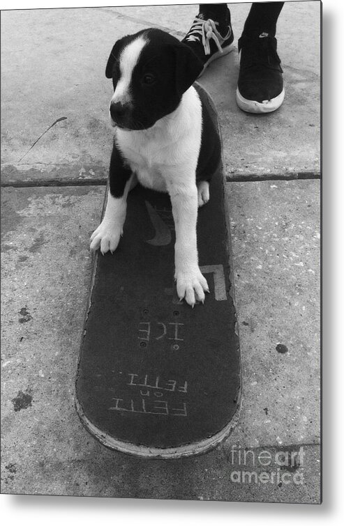 Puppy Metal Print featuring the photograph Puppy skater by WaLdEmAr BoRrErO