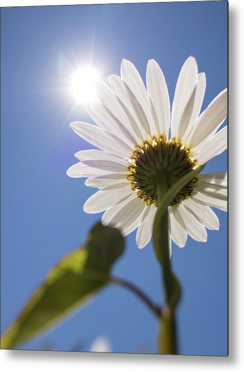 Daisy Metal Print featuring the photograph Reach by Holly Ross