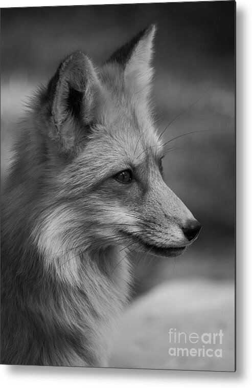Tl Wilson Photography Metal Print featuring the photograph Red Fox Portrait in Black and White by Teresa Wilson
