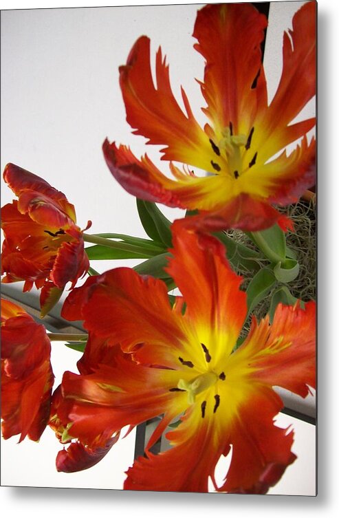 Kitchen Metal Print featuring the photograph Red Parrot Tulips by Sandy Collier