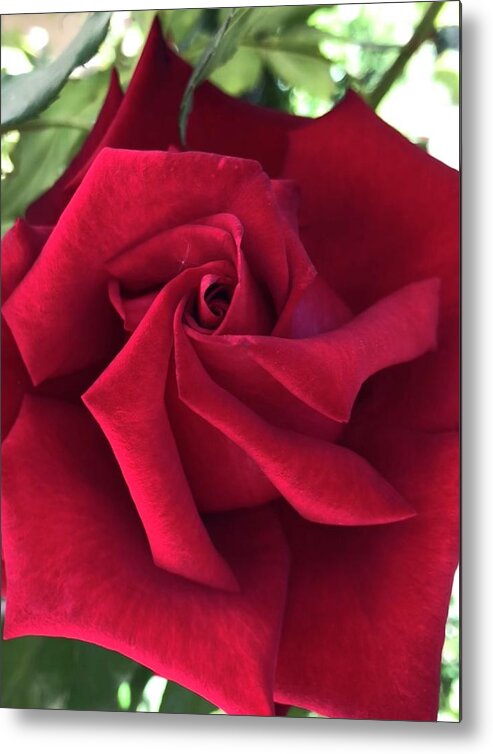 Bud Metal Print featuring the photograph Red red rose bud by Dina Calvarese