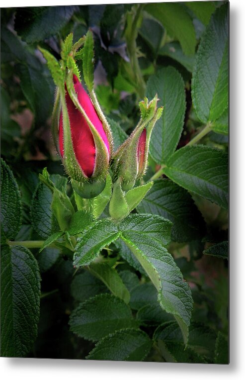 Rose Metal Print featuring the photograph Red Rugosia Bud by Nancy Griswold