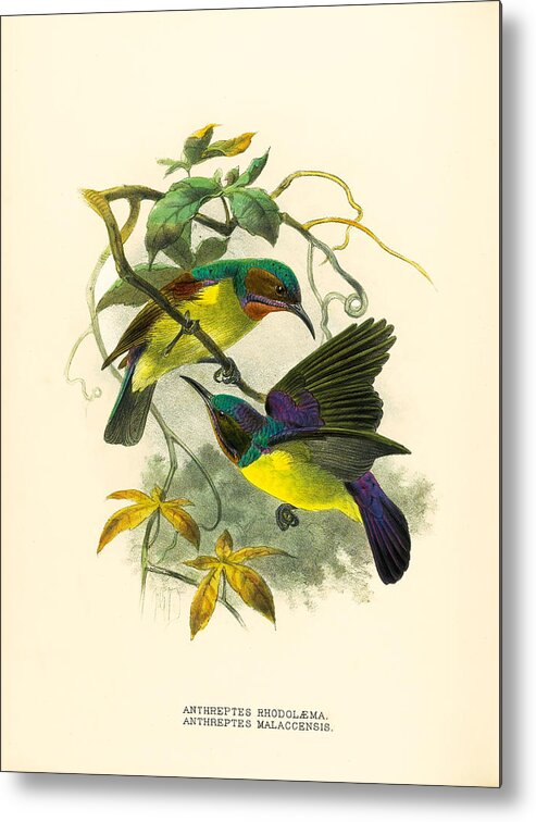 John Gerrard Keulemans Metal Print featuring the drawing Red-throated and Brown-throated sunbird. Anthreptes rhodolaemus and Anthreptes malacensis by John Gerrard Keulemans
