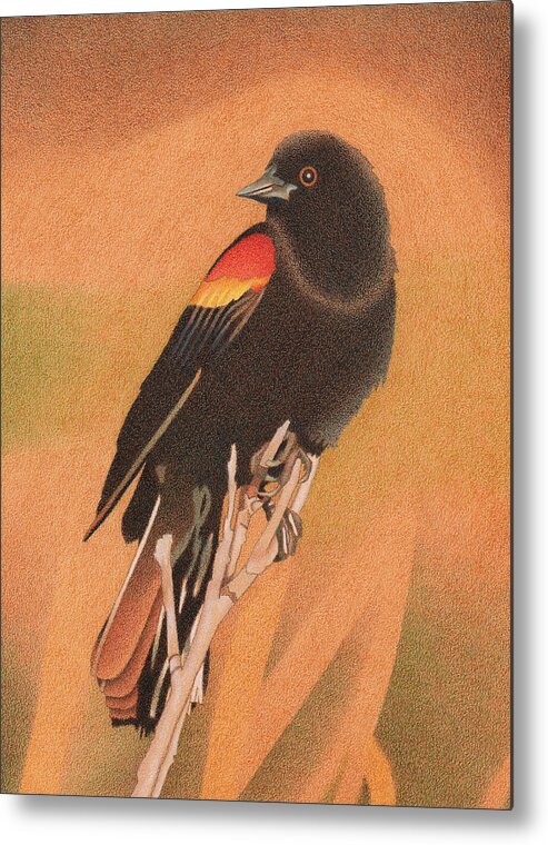 Art Metal Print featuring the drawing Red-winged Blackbird 3 by Dan Miller