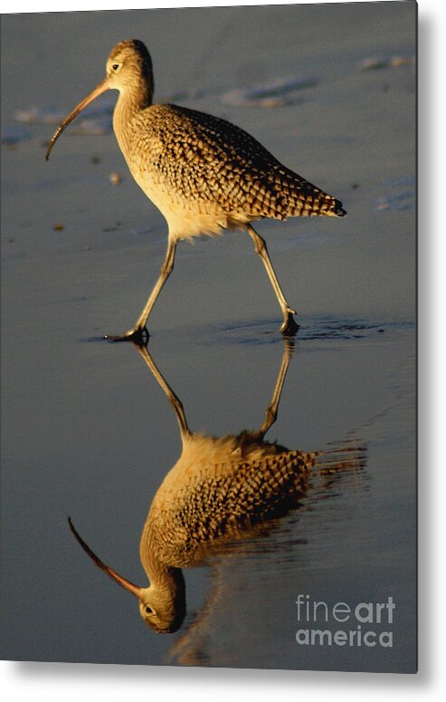 Beach Metal Print featuring the photograph Reflection of a Curlew at Low Tide by Debby Pueschel