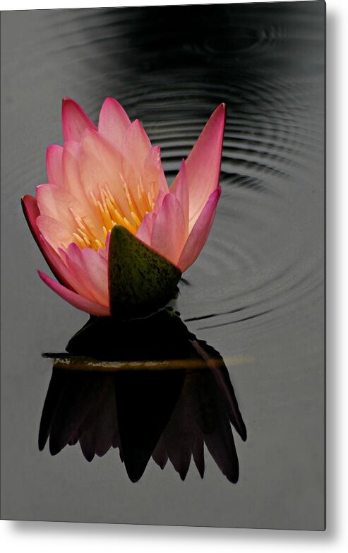 Ring Around The Rosy Metal Print featuring the photograph Ring Around the Rosy by Diana Angstadt