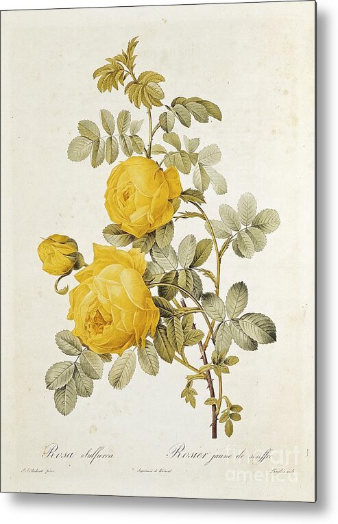 Rosa Metal Print featuring the drawing Rosa Sulfurea by Pierre Redoute