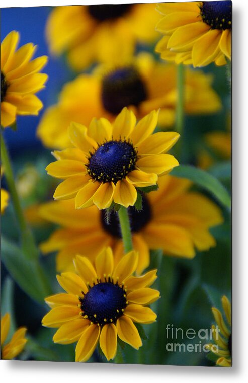 Yellow Metal Print featuring the photograph Royal Blue by Linda Shafer
