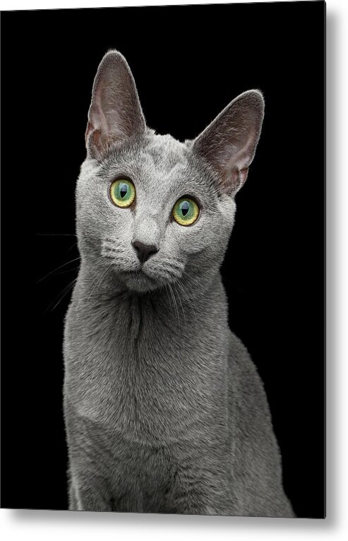 Cat Metal Print featuring the photograph Russian blue cat with amazing green eyes on isolated black backg by Sergey Taran