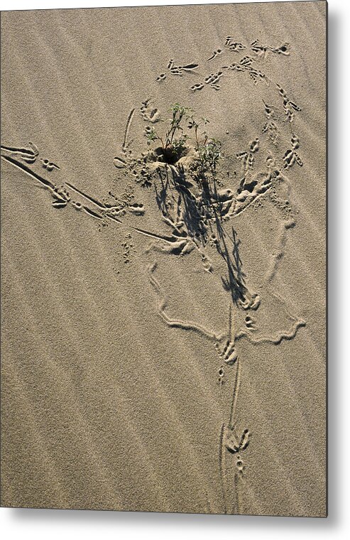 Crow Tracks Metal Print featuring the photograph Sand Doodles by Robert Potts