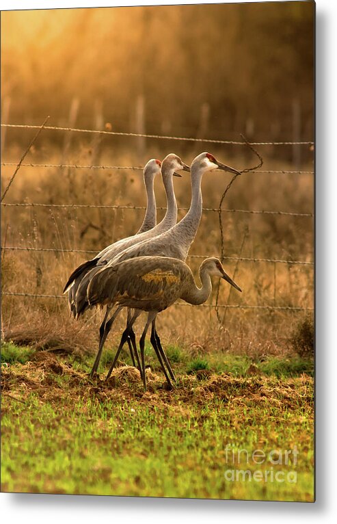 Nature Metal Print featuring the photograph Sandhill Cranes Texas Fence-Line by Robert Frederick