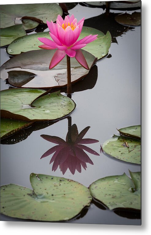 Kenilworth Aquatic Gardens Metal Print featuring the photograph Serene Beauty by Georgette Grossman