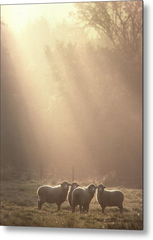 Sheep Metal Print featuring the photograph First Light. Sheep Underhill VT by George Robinson
