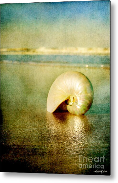 Beach Metal Print featuring the photograph Shell in Sand by Linda Olsen